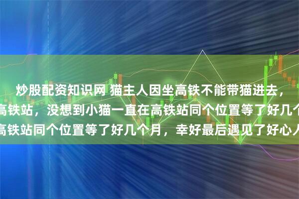 炒股配资知识网 猫主人因坐高铁不能带猫进去，随后便遗弃小猫在广州高铁站，没想到小猫一直在高铁站同个位置等了好几个月，幸好最后遇见了好心人